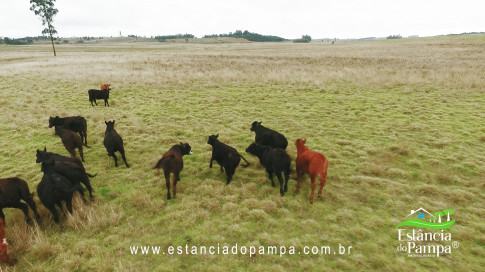 DA VARZEA ATE O GADO NA COXILHA.00_01_46_07.Quadro019_e1d697d09bc4fca8663ea7cde30bf3627e9d8d0f.jpg